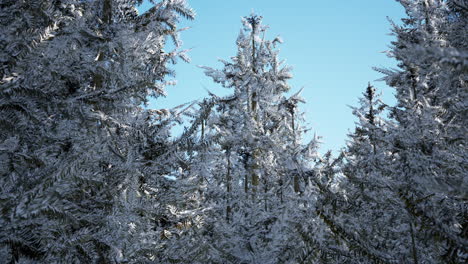 winter-calm-forest-at-sunny-day